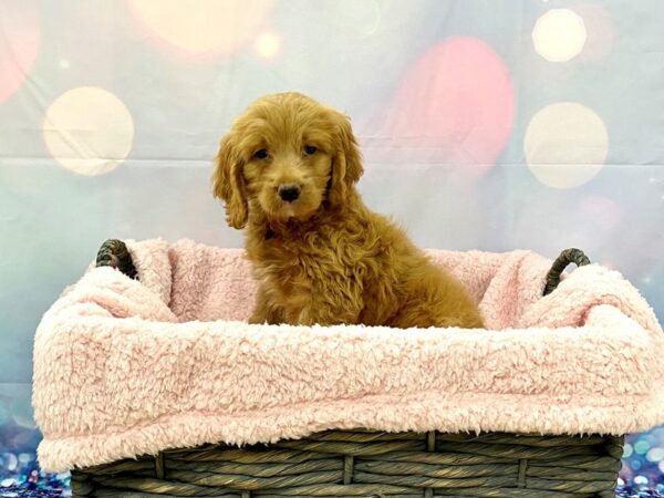 Cockalier (Cocker/Cavalier)-DOG-Female-Apricot-21307-Petland Fort Myers, Florida