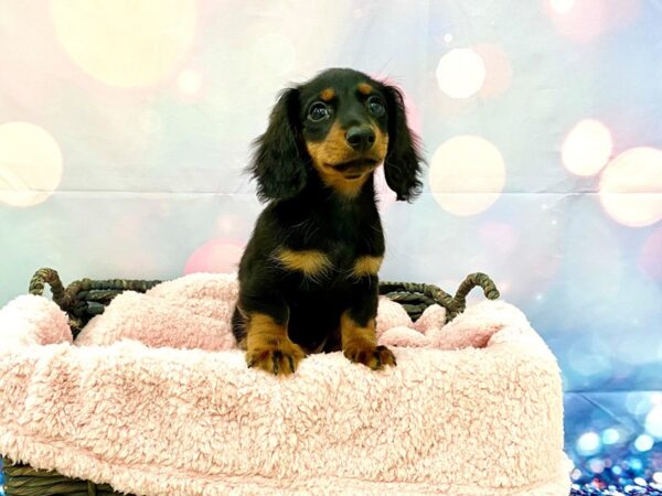 Dachshund DOG Male Black & Tan 21320 Petland Fort Myers, Florida