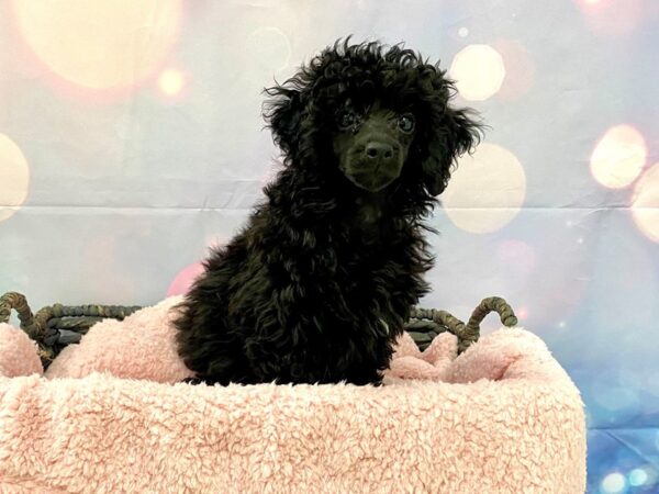 Poodle DOG Female Black 21319 Petland Fort Myers, Florida