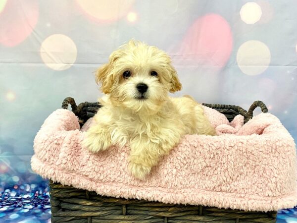 Maltipoo (Maltese/Poodle) DOG Male Apricot 21318 Petland Fort Myers, Florida