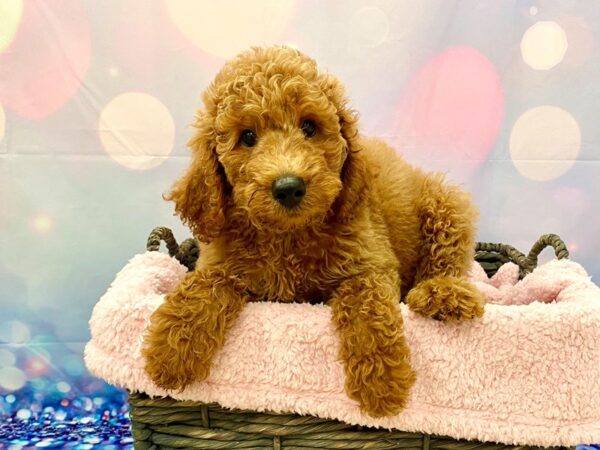 Goldendoodle 2nd Gen-DOG-Male-Red-21310-Petland Fort Myers, Florida