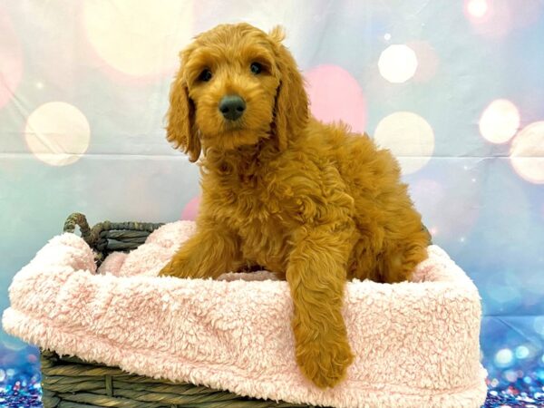 Goldendoodle 2nd Gen DOG Female Red 21311 Petland Fort Myers, Florida