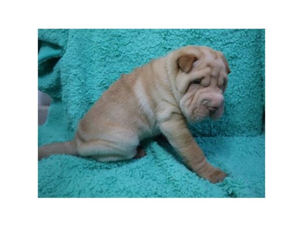 Chinese Shar-Pei-DOG-Male-Cream-21420-Petland Fort Myers, Florida