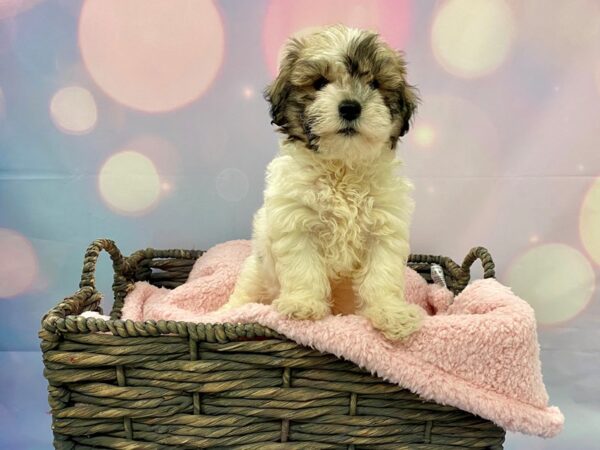 Teddy Bear DOG Male Brown & White 21342 Petland Fort Myers, Florida