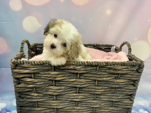 Shih Poo DOG Female Blue Merle 21340 Petland Fort Myers, Florida