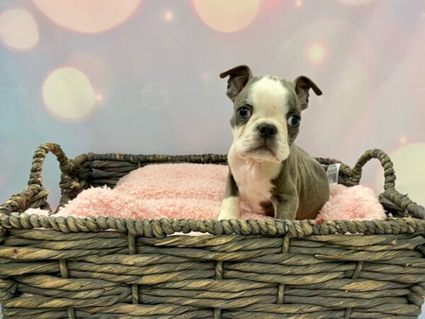 Boston Terrier DOG Male Black & White 21338 Petland Fort Myers, Florida