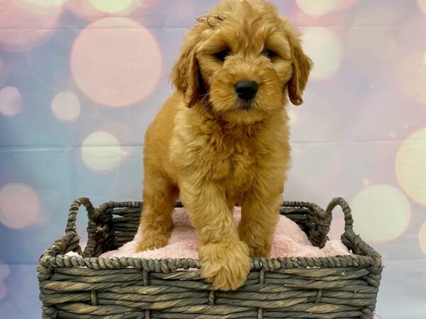 Goldendoodle Mini-DOG-Male-Red-21335-Petland Fort Myers, Florida