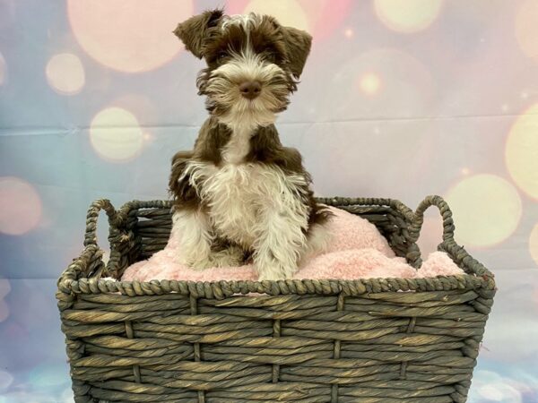 Miniature Schnauzer DOG Male Lemon & White Parti 21332 Petland Fort Myers, Florida