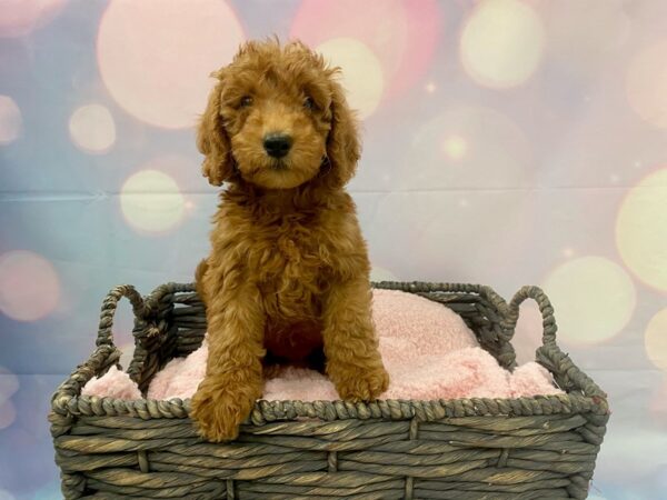 Goldendoodle Mini-DOG-Female-Red-21333-Petland Fort Myers, Florida