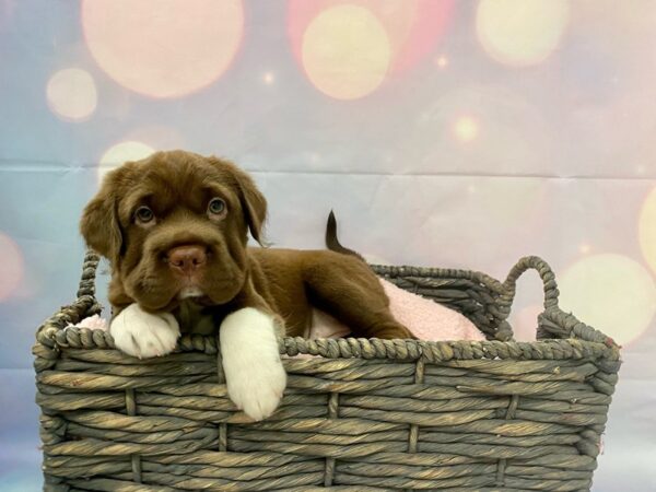 Mini Hippo DOG Female Chocolate & White 21341 Petland Fort Myers, Florida