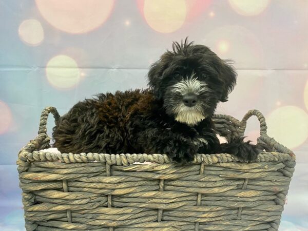 Whoodle DOG Female Sable/Wht/Marks 21330 Petland Fort Myers, Florida