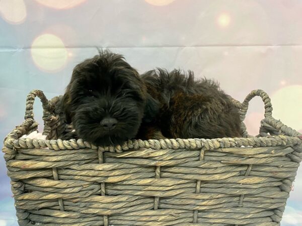 Whoodle-DOG-Female-Sable-21331-Petland Fort Myers, Florida