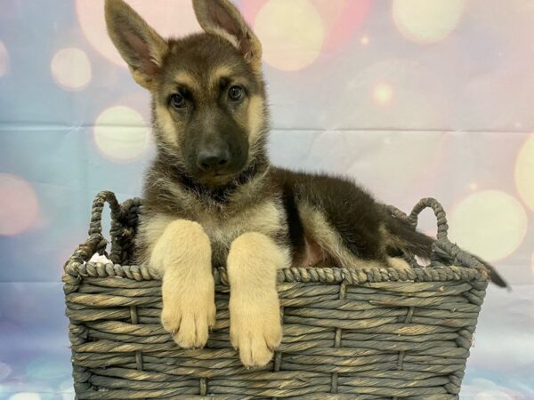 German Shepherd DOG Female Black & Tan 21339 Petland Fort Myers, Florida