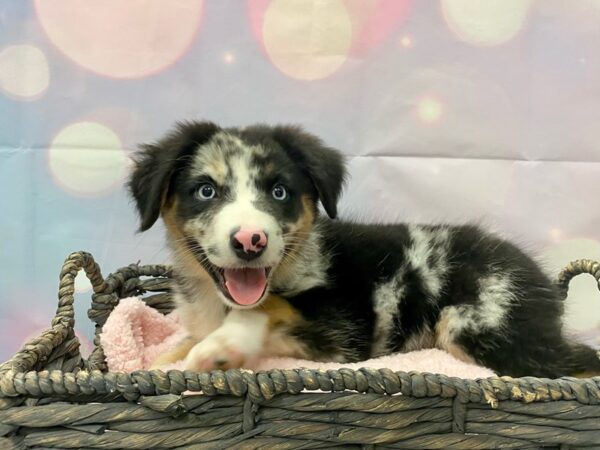 Australian Shepherd DOG Female Blue Merle 21346 Petland Fort Myers, Florida