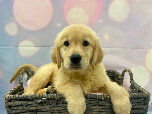 Golden Retriever DOG Female Golden 21354 Petland Fort Myers, Florida