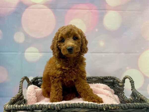 Goldendoodle DOG Female Red 21353 Petland Fort Myers, Florida