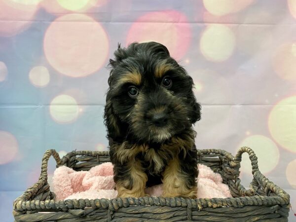 Cavalier King Charles Spaniel / Poodle DOG Male Black & Tan 21357 Petland Fort Myers, Florida