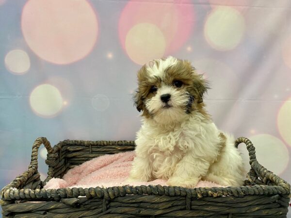 Hava Chon-DOG-Female-Brindle & White-21361-Petland Fort Myers, Florida