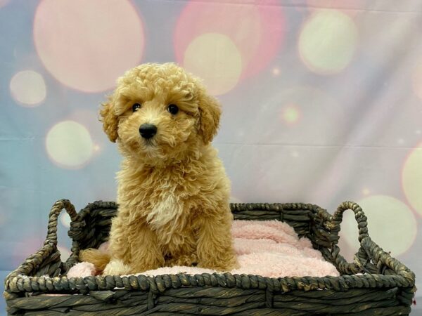 Maltipoo (Maltese/Poodle)-DOG-Female-Apricot-21358-Petland Fort Myers, Florida