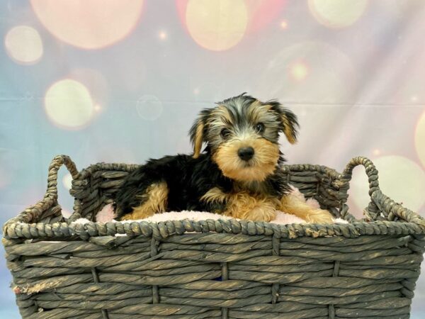 Silkshire Terrier DOG Male Black & Tan 21360 Petland Fort Myers, Florida