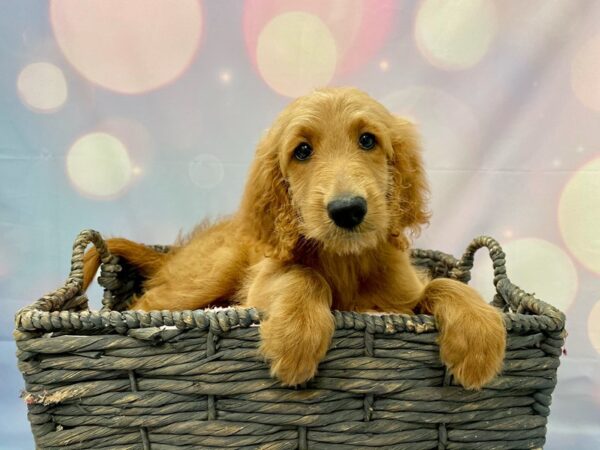 Goldendoodle 2nd Gen DOG Female Red 21350 Petland Fort Myers, Florida