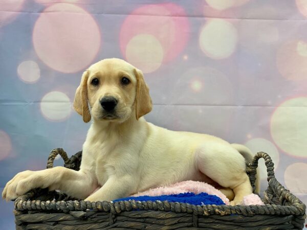 Labrador Retriever DOG Female Yellow 21347 Petland Fort Myers, Florida