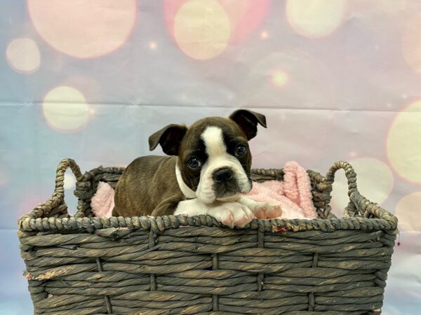 Boston Terrier DOG Female Black & White 21349 Petland Fort Myers, Florida