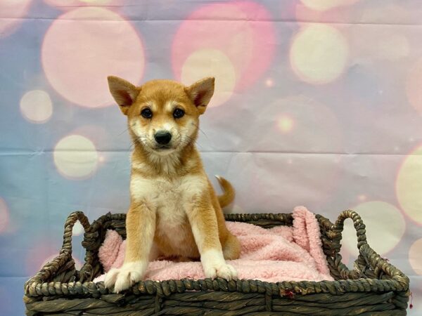 Shiba Inu DOG Female Red 21355 Petland Fort Myers, Florida