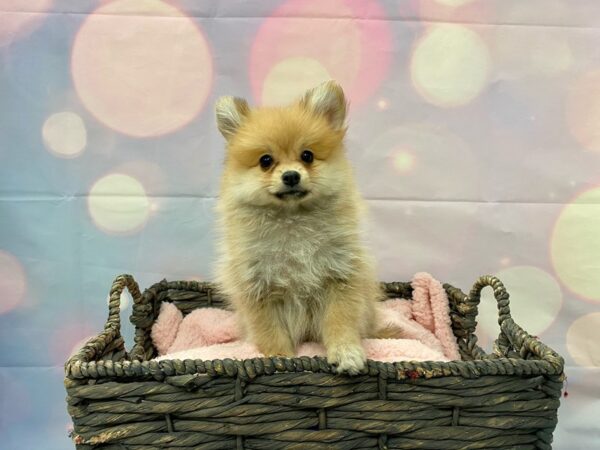 Pomeranian DOG Female Red Sable 21344 Petland Fort Myers, Florida