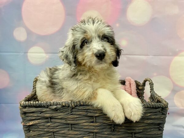 Aussie Poo-DOG-Female-Black-21348-Petland Fort Myers, Florida