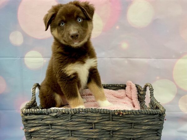 Australian Shepherd DOG Male Red Tan & White 21345 Petland Fort Myers, Florida