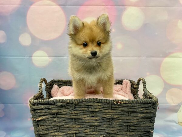 Pomeranian DOG Male Red Sable 21343 Petland Fort Myers, Florida