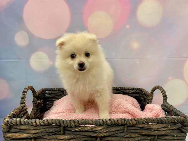 Pomeranian DOG Female Cream & White 21370 Petland Fort Myers, Florida