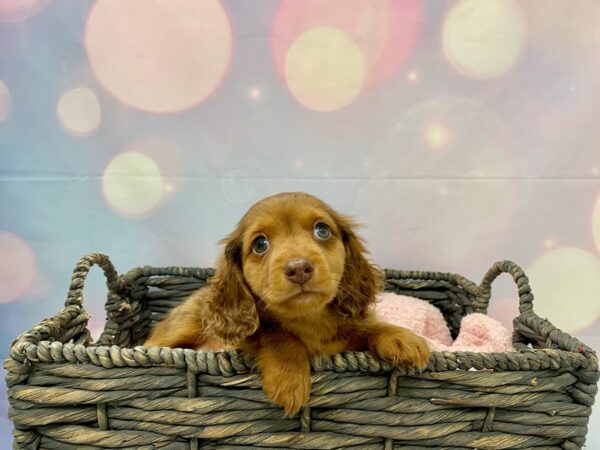 Dachshund DOG Male Chocolate 21369 Petland Fort Myers, Florida