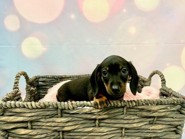 Dachshund DOG Female Black & Tan 21367 Petland Fort Myers, Florida