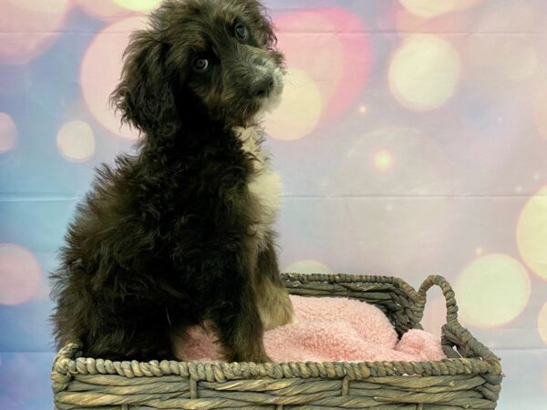 Aussie Poo-DOG-Female-Black & White-21364-Petland Fort Myers, Florida