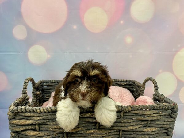 Havanese DOG Female Chocolate & White 21368 Petland Fort Myers, Florida