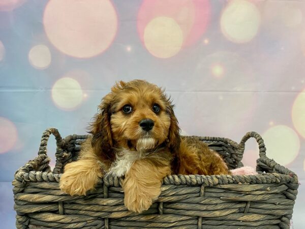 Cavalier King Charles Spaniel/Poodle DOG Male Red Sable 21362 Petland Fort Myers, Florida