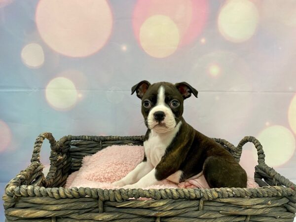 Boston Terrier DOG Male Brindle & White 21373 Petland Fort Myers, Florida