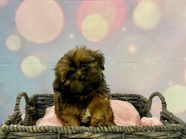 Shorkie-DOG-Male-Beige-21371-Petland Fort Myers, Florida