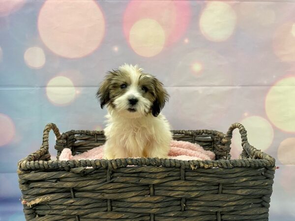 Coton De Tulear DOG Male White & Brindle 21380 Petland Fort Myers, Florida