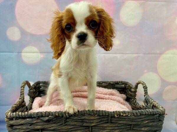 Cavalier King Charles Spaniel DOG Male Blenheim 21378 Petland Fort Myers, Florida