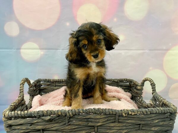 Cavalier King Charles Spaniel/Poodle DOG Female Choclate Merle 21374 Petland Fort Myers, Florida