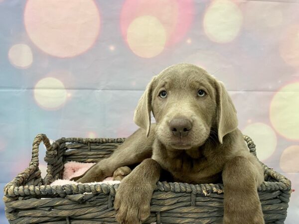 Labrador Retriever DOG Male Silver 21382 Petland Fort Myers, Florida