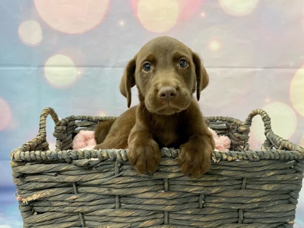 Labrador Retriever DOG Female Chocolate 21390 Petland Fort Myers, Florida