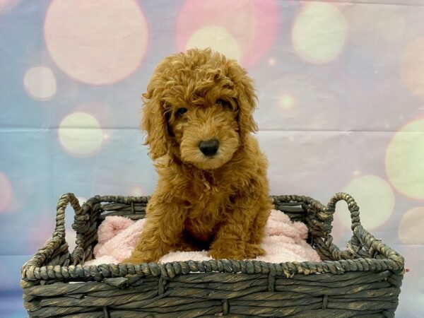 Goldendoodle 2nd Gen DOG Male Red 21381 Petland Fort Myers, Florida