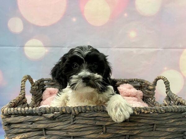 Shih-Poo (Shih Tzu/Poodle)-DOG-Female-Red Merle-21387-Petland Fort Myers, Florida