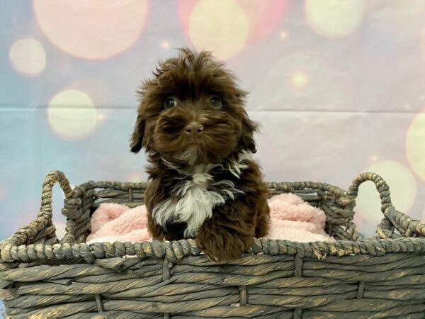 Havanese DOG Male Chocolate & White 21383 Petland Fort Myers, Florida