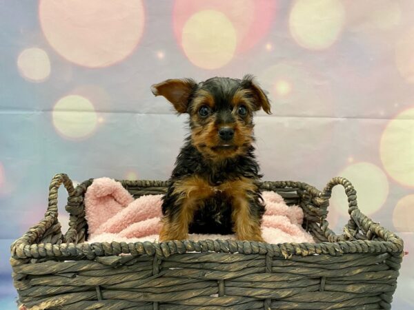 Yorkshire Terrier DOG Female Black & Tan 21388 Petland Fort Myers, Florida