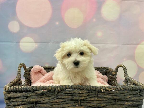 Maltese DOG Male White 21384 Petland Fort Myers, Florida